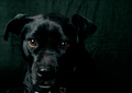 Pet_II_Tanya