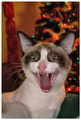 OMG It's Almost Christmas!!!!!!