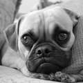 Pensive Pug