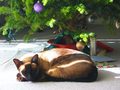 Christmas Napping