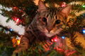 Whiskers
