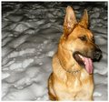 Mans best friend