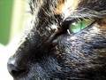 Harley Cat