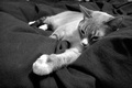 Purzzz