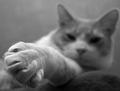 Catitude