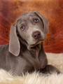 Weimaraner Puppy