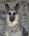 Spirit, female German Shepherd