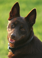 Australian Red Kelpie "working dog"