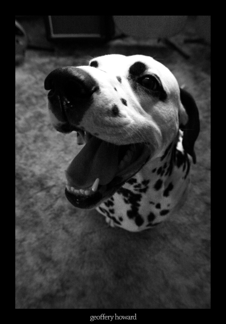 dalmation sensation