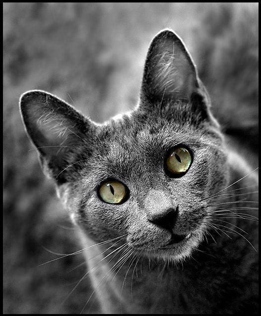 Kitty