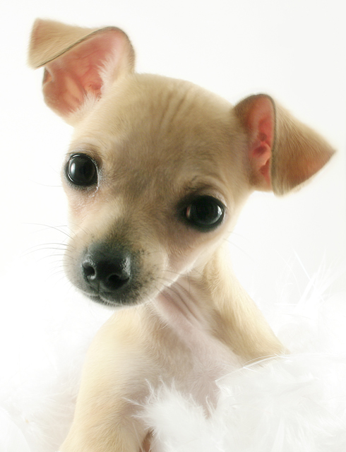 My New Puppy.... Ginger