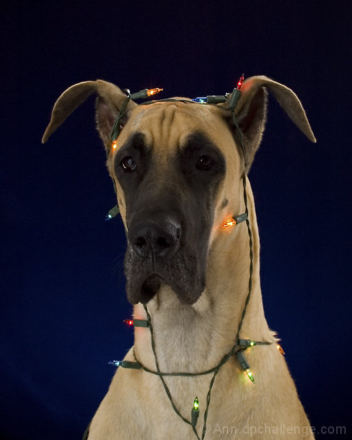 Aloha's First Christmas