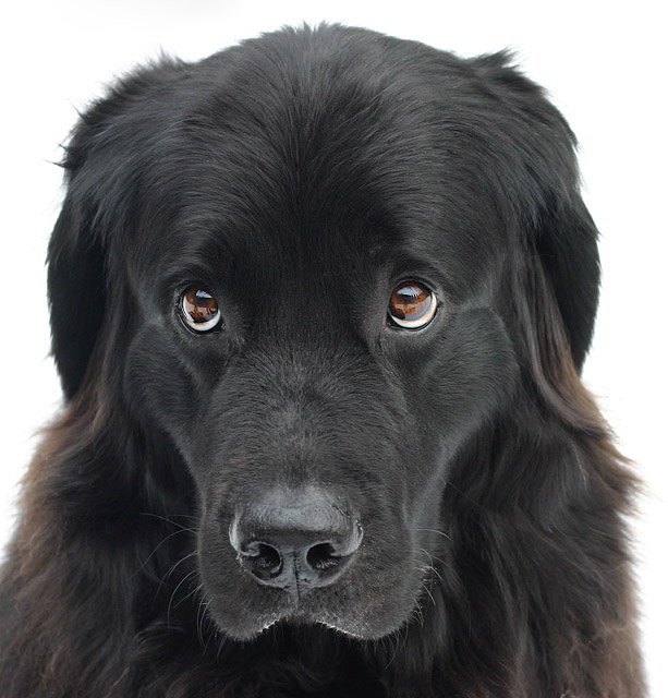 Portrait of Zoe