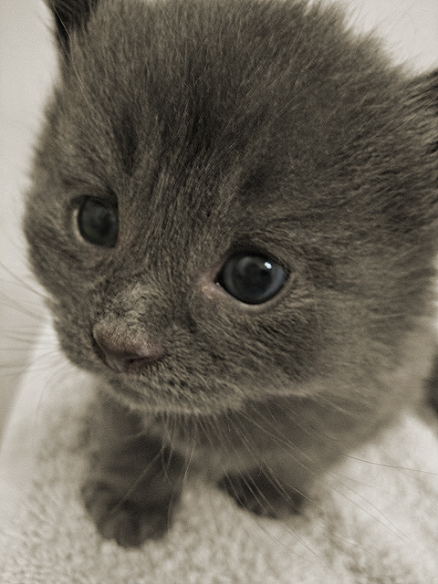 Little Boy Blue