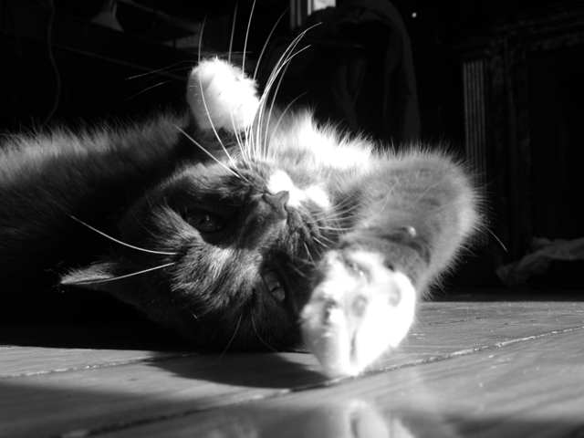 Morning Yoga