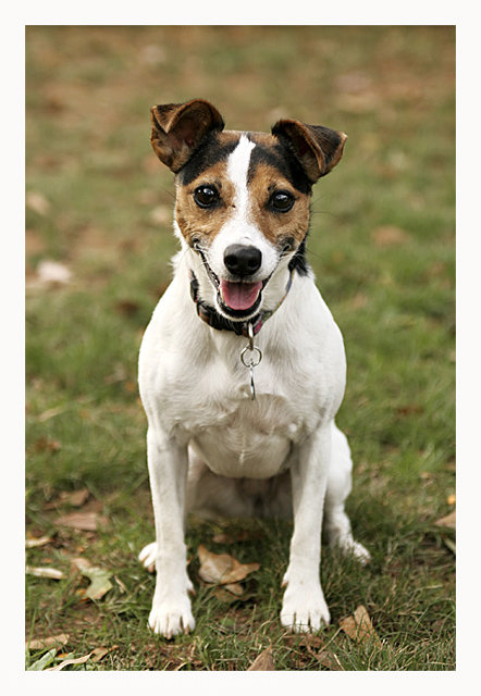 Jack Russell Terrier