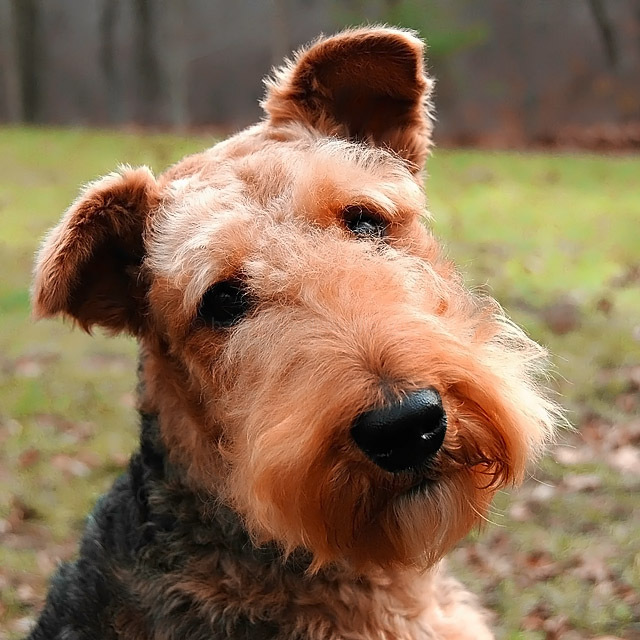 Waiting for a Treat