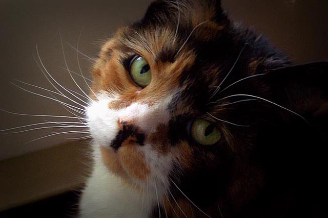 Sweet Lily