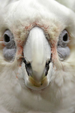 Patient Corella