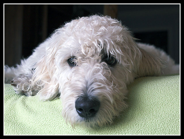 Dog Tired
