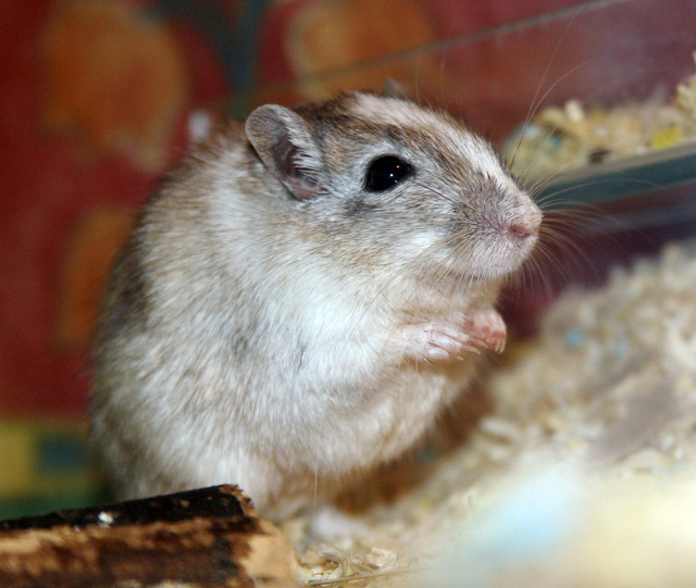 Chilli The Gerbil