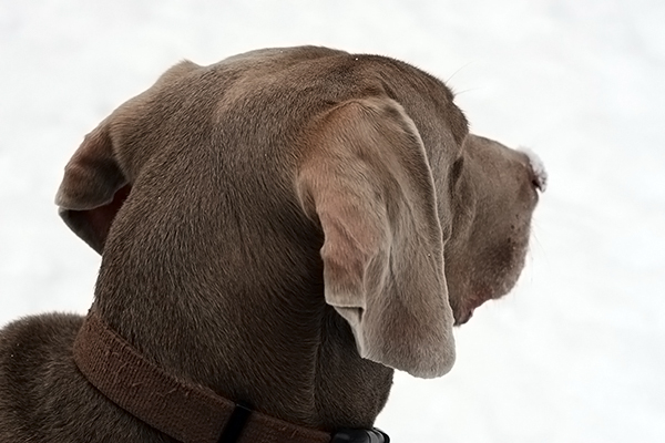 \"Zip\" the Weimaraner