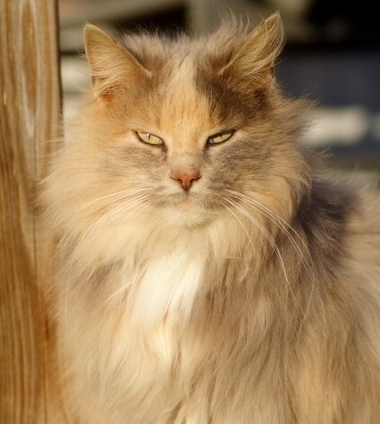 the Barn Cat (aka Fuzzel)