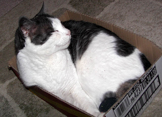 Small box - big cat