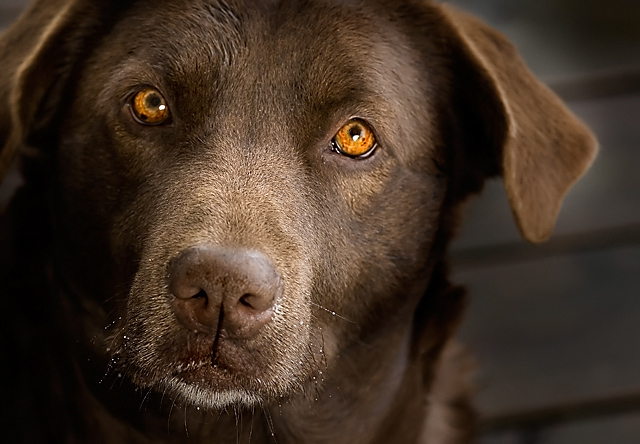 Windows to the Soul