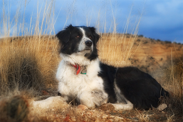 Cody - Ranch Dog