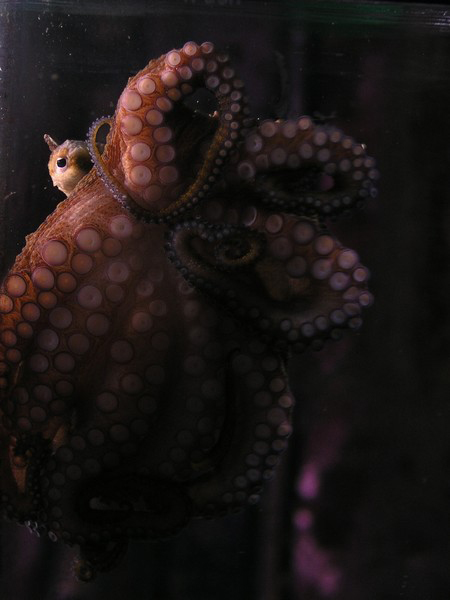 Mood Lighting for an Octopus