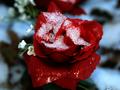 Freezing Rose