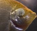 Sky High Fish Eye Lens