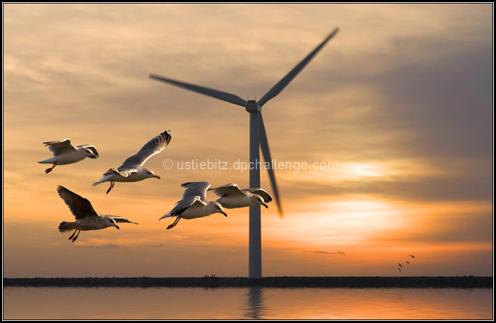 SeaGulls And WindMill