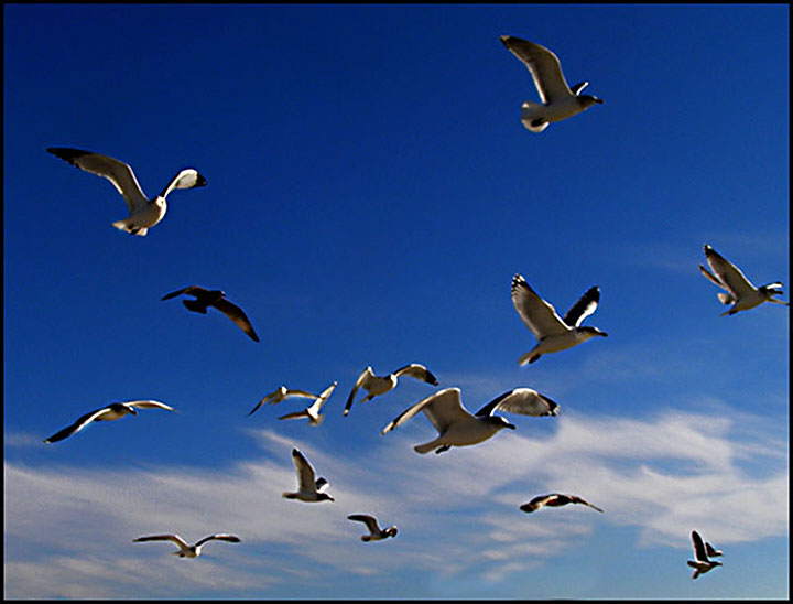 Sky Pilots