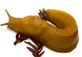  The Gooey Little Banana Slug