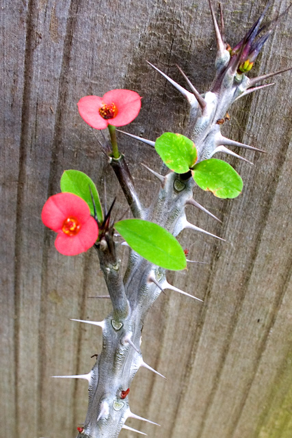 Sticky - Ouch!  Crown of Thorns