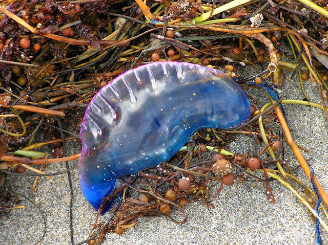 Sticks, Sticky, Stuck! (Portuguese Man-O-War)