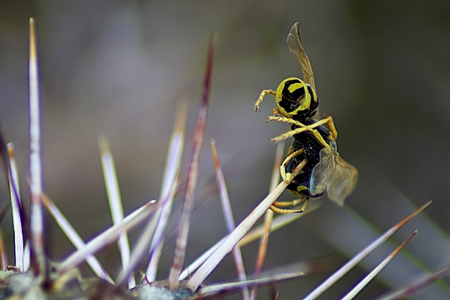 Irony of Sticky Stingers