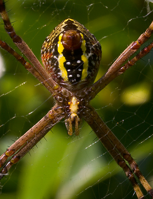 Sticky spiderweb