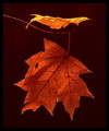Leaves