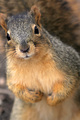 Have you seen my nuts?
