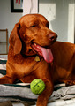 Happiness is a brown dog