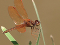 Brown Bug
