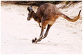 Macropod