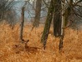 Blend Into the Marsh