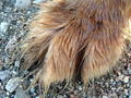 Brown Paw