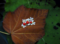 rainforest leaf