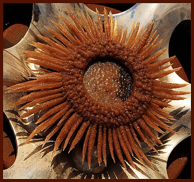Dirty sunflower