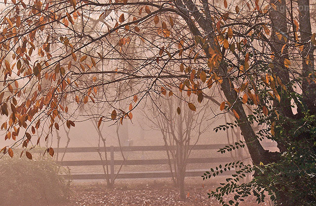Morning Brown Leaves